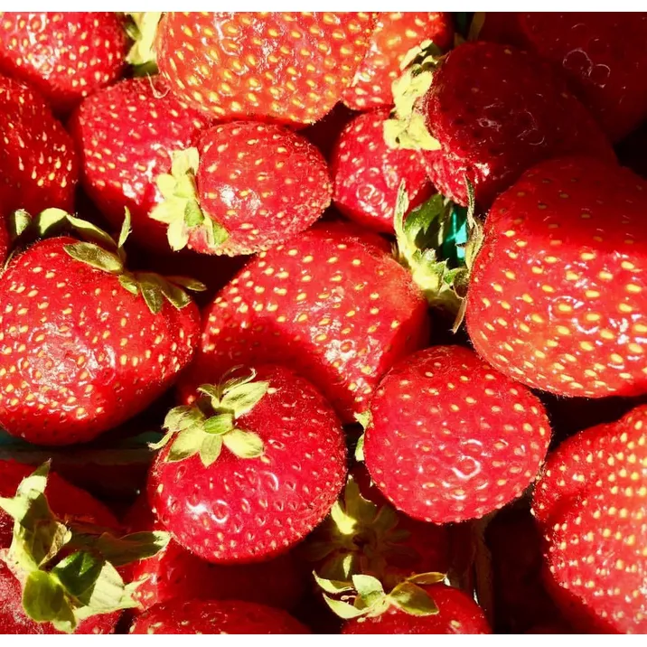 Kids Garden in A Bag | Strawberry